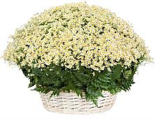 Цветочная композиция из Ромашки в корзине #REPLACE_PRED# Палласовке